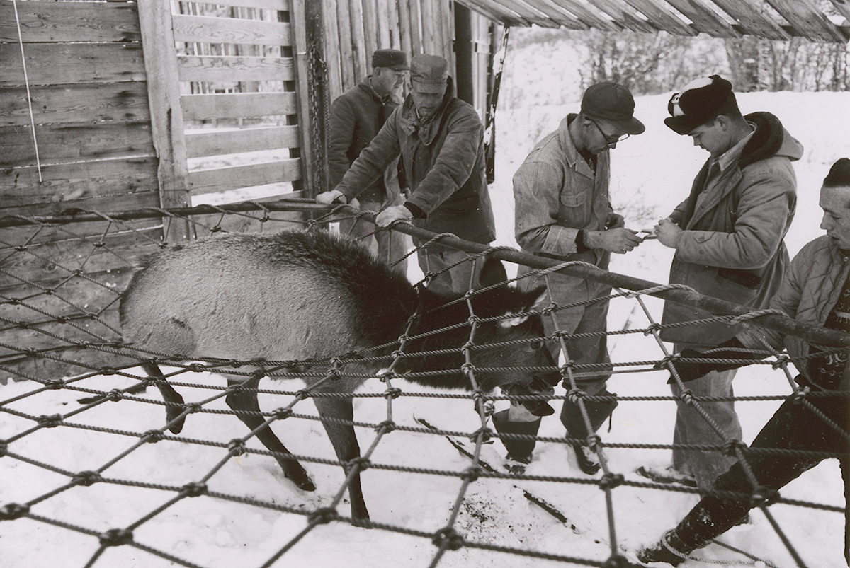 Historical Image of Elk caught in a net being assisted by Wildlife Officers