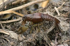Rusty Crayfish. Photo by Jon De Lorenzo.