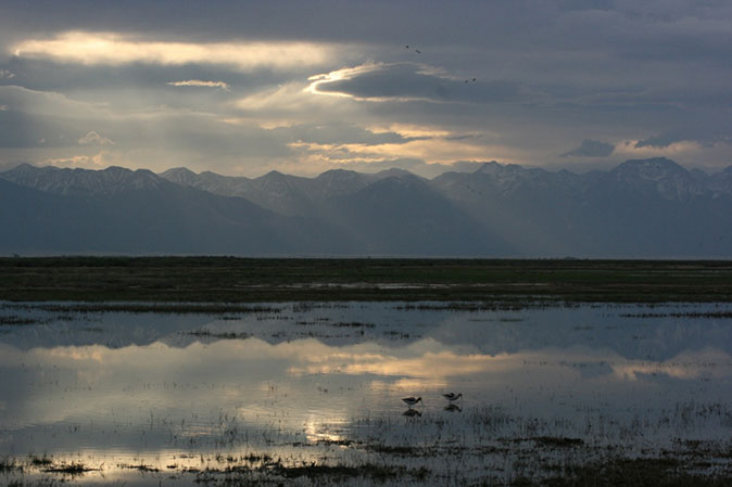Russell Lakes State Wildlife Area - wetlands with avocets and mountains. Photo courtesy of Cary Aloia.