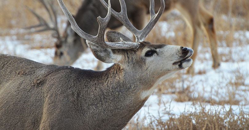 Mule Deer Buck Curling his lip