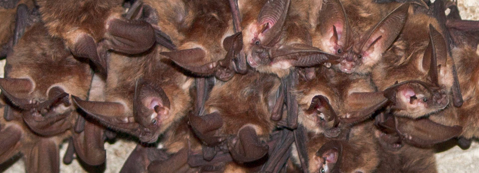 A cluster of brown bats on a cave
