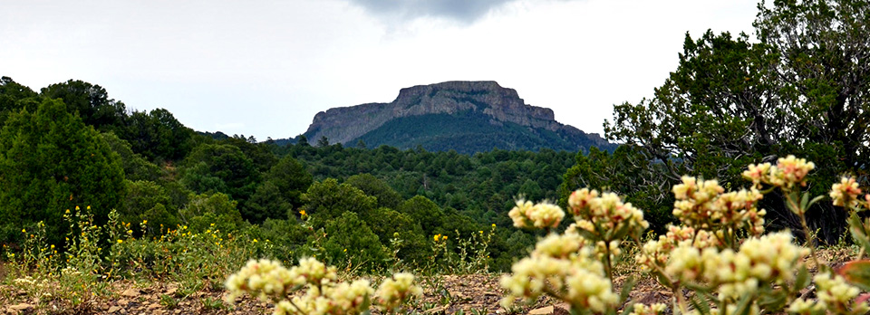 Fishers Peak State Park view of mountain, trees and flowers