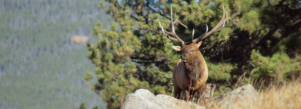 Bull elk with forest