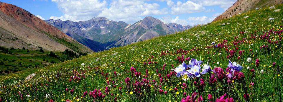 flowery mountain 