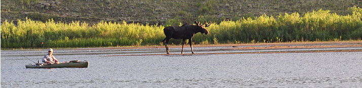 Tarryall Reservoir angler and moose