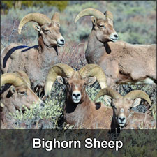 photo of five bighorn sheep