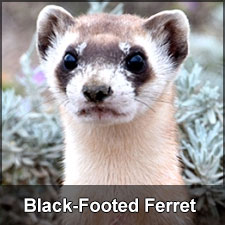 close up on a black footed ferret