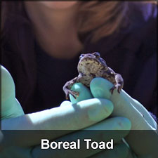 gloved hands holding small toad