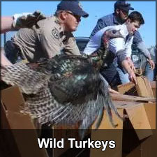 Researchers letting turkeys out of boxes