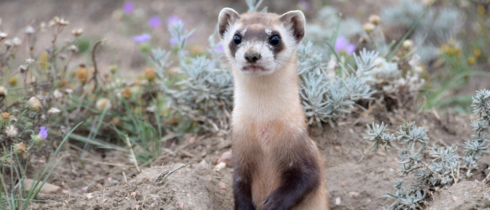 Image of a Black-footed ferret standing on its hind legs