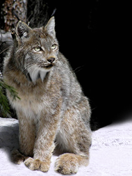 An adult lynx.