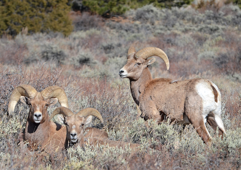Bighorn sheep, Rams. Photo by Wayne Lewis.