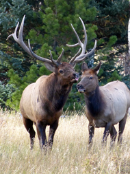 Bull and cow elk.