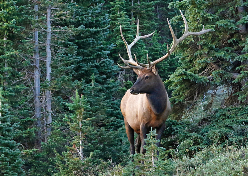 a bull elk in amongst the pine trees.