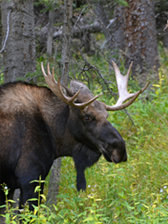 A bull moose.