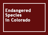 Endangered Species in Colorado