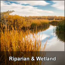 Riparian & Wetland