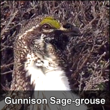 Gunnison Sage Grouse