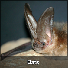 Townsends Big-eared bat.