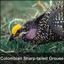 Colombian Sharp-tailed Grouse