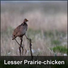 Lesser Prairie-chicken