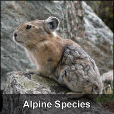 Alpine Species