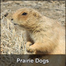 Prairie Dog