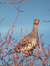 Colombian sharp-tailed grouse in a tree.