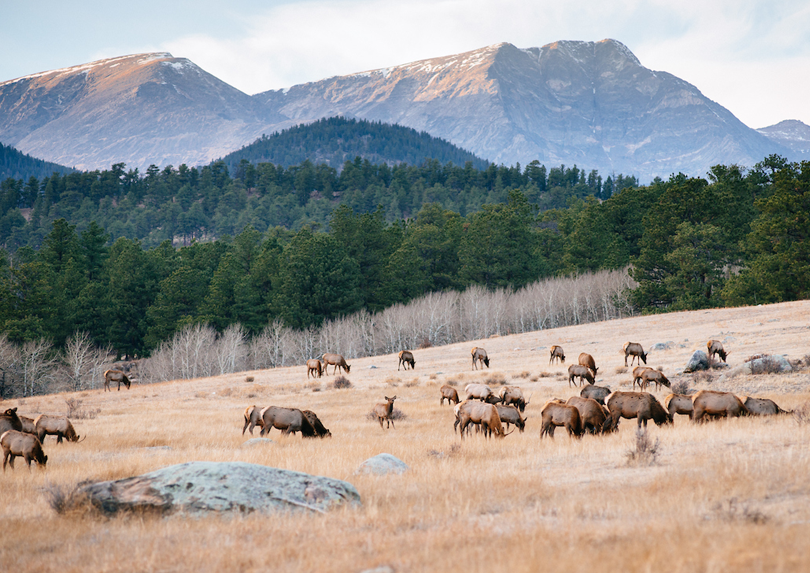 Elk herd at Rocky Mountain National Park.