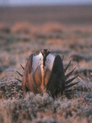 Greater Sage-grouse. Photo by Tony Apa.