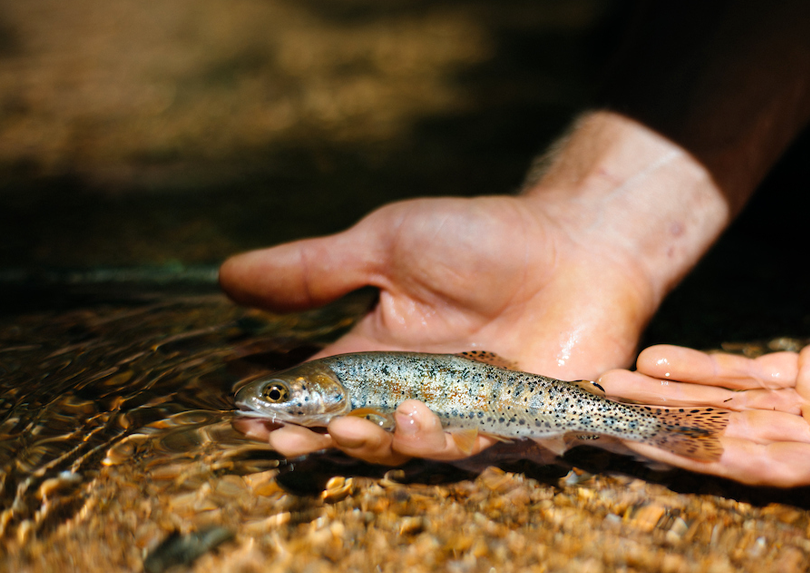 A federal and state threatened greenback cutthroat trout is released.