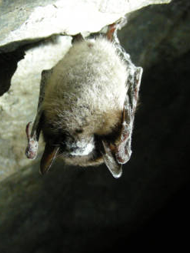 Little brown bat with White-nose syndrome. Photo courtesy of USFWS.