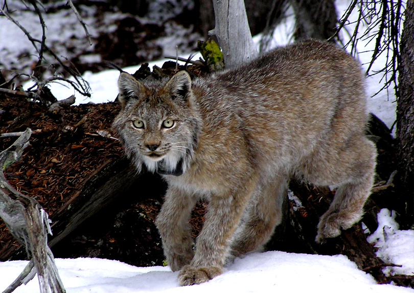 Canada lynx.
