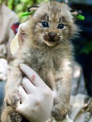 Lynx kitten held by a USFWS biologist.