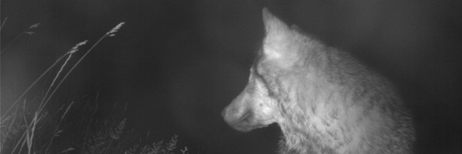 A trail camera night photo of a wolf looking off to the side.