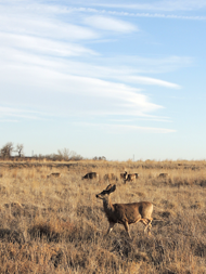 Mule deer on the prairie.