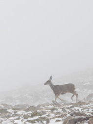 A mule deer traverses a snow dusted, rocky outcrop at Rocky Mountain National Park.
