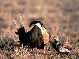A pair of Gunnison sage-grouse.
