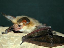 Pallid bat photo by Dan Neubaum.
