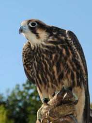 An American peregrine falcon. Peregrine falcons are a species of concern in Colorado. Photo courtsey of USFWS.