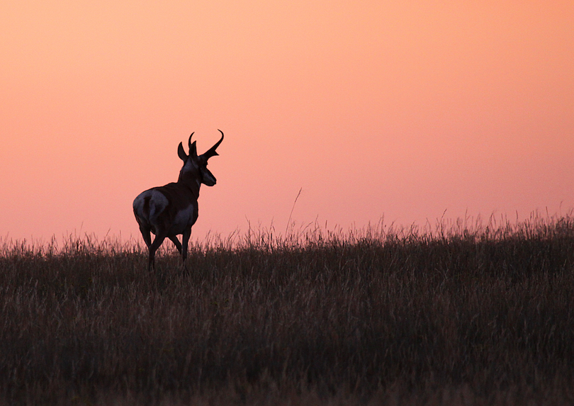 A pronghorn buck in a field as the sun sets.