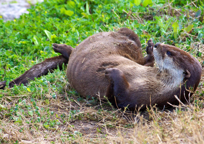 River otter laying in grass. Courtsey of USFWS.