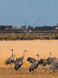 Sandhill cranes in a field near Monte Vista.