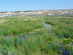 The Violett wetlands near Piceance Creek SWA.