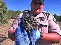 A CPW ranger holds a rescued owl
