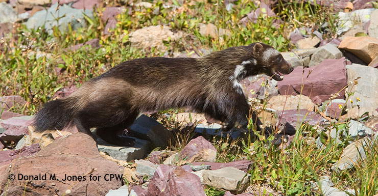 Wolverine adult in Fall, Glacier national Park, Montana. © Donald M. Jones for CPW