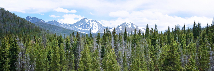 Image of pine forest at State Forest State Park with snowcapped mountain peaks in the background.