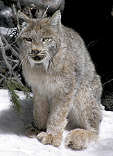 A lynx, sitting.