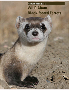 WILD about Black-Footed Ferrets cover