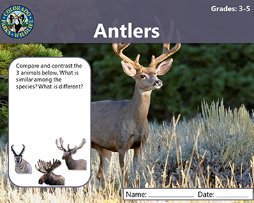 Thumbnail cover image of Antlers Grade 3-5 PDF